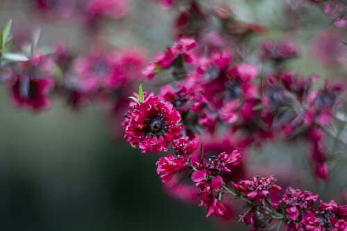 Leptospermum Scoparium 'Wiri Joan'